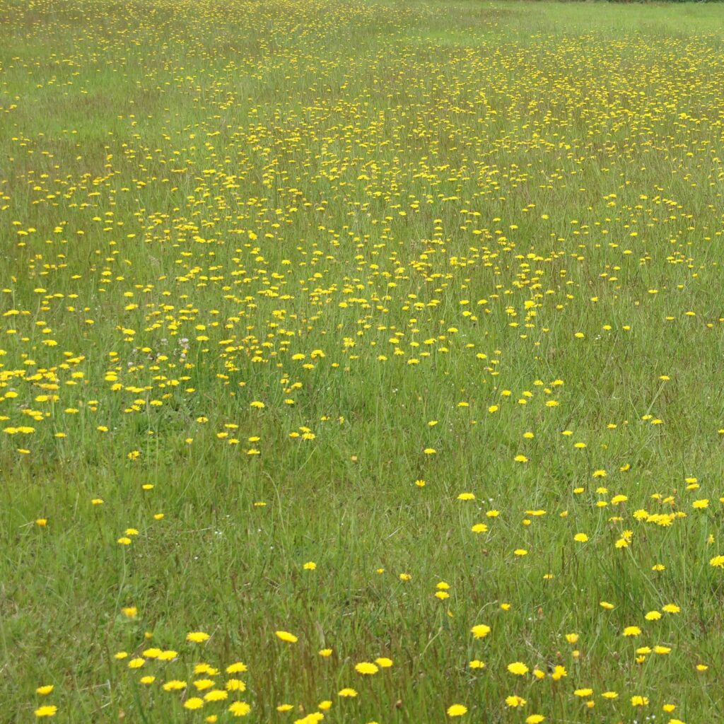 bloemrijk grasland