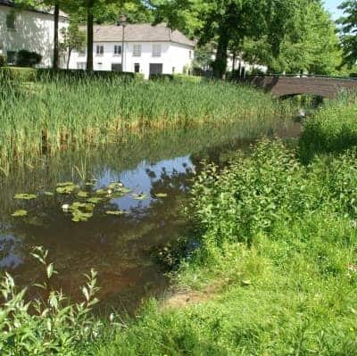 stadsnatuur natuurrijke oever ecologische kansen