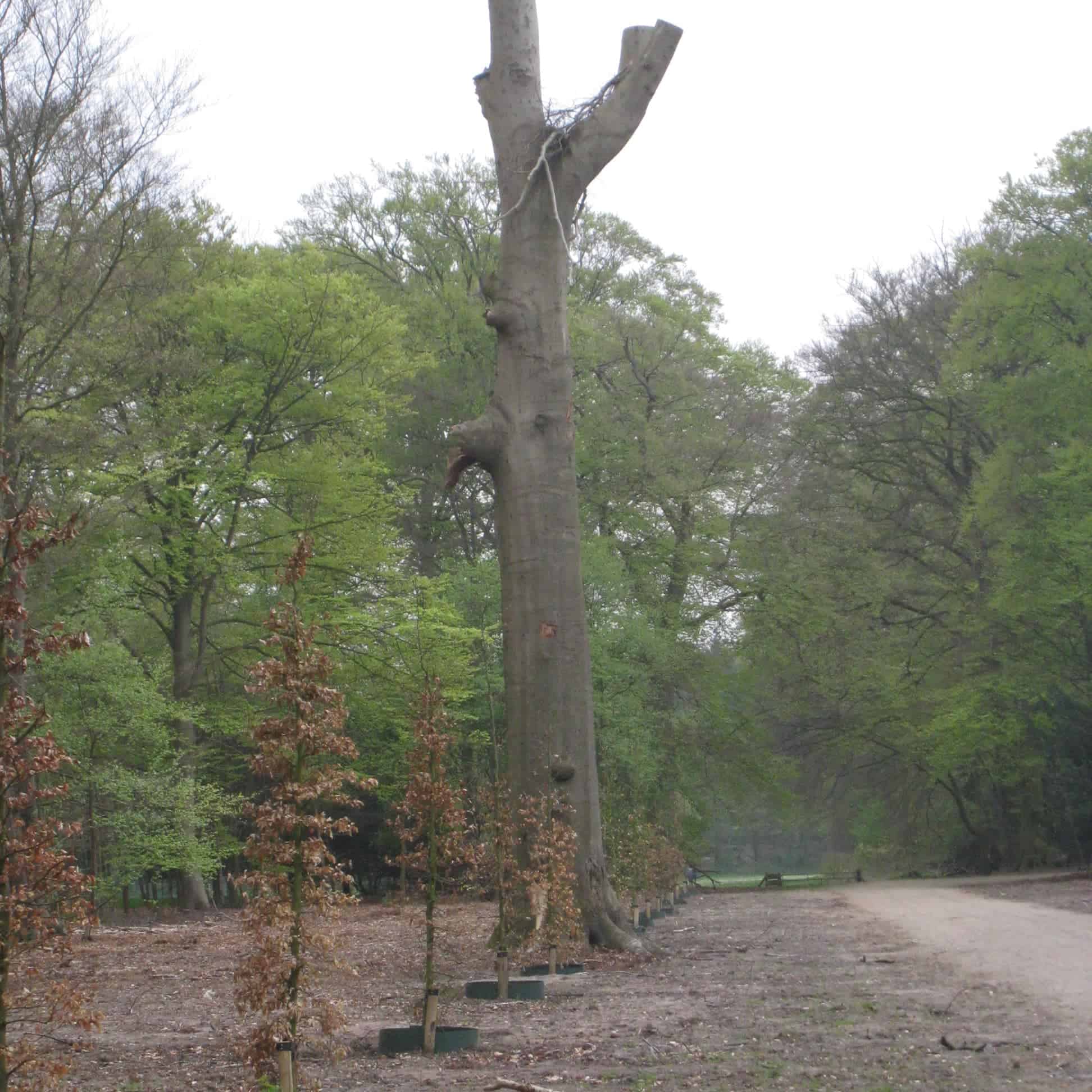 laan vernieuwen laan Gooilust