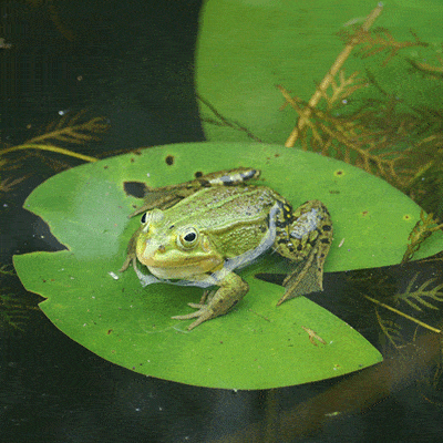 naturio-cursus-natuur Natuur cursus Naturio