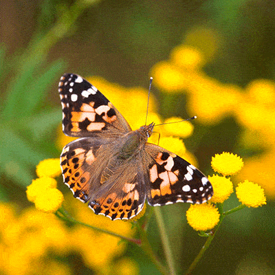 vlinder-naturio-cursus Cursus Naturio
