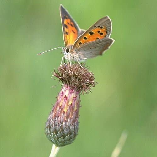 cursus-natuur-naturio