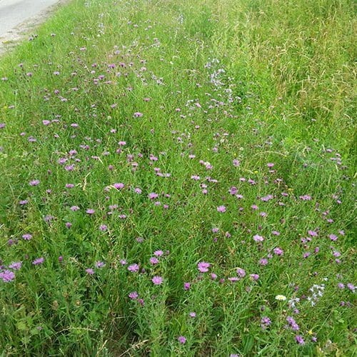 naturio-cursus