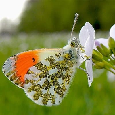 Oranje tipje vlinder naturio Oranje tipje vlinder naturio