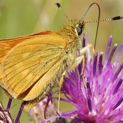 dikkopje-vlinder-naturio Vlinder cursus naturio