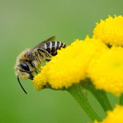 Wormkruidbij naturio wilde bijen ecologisch beheer