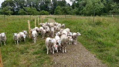 IMG_20190613_135214020_HDR Oude plataan