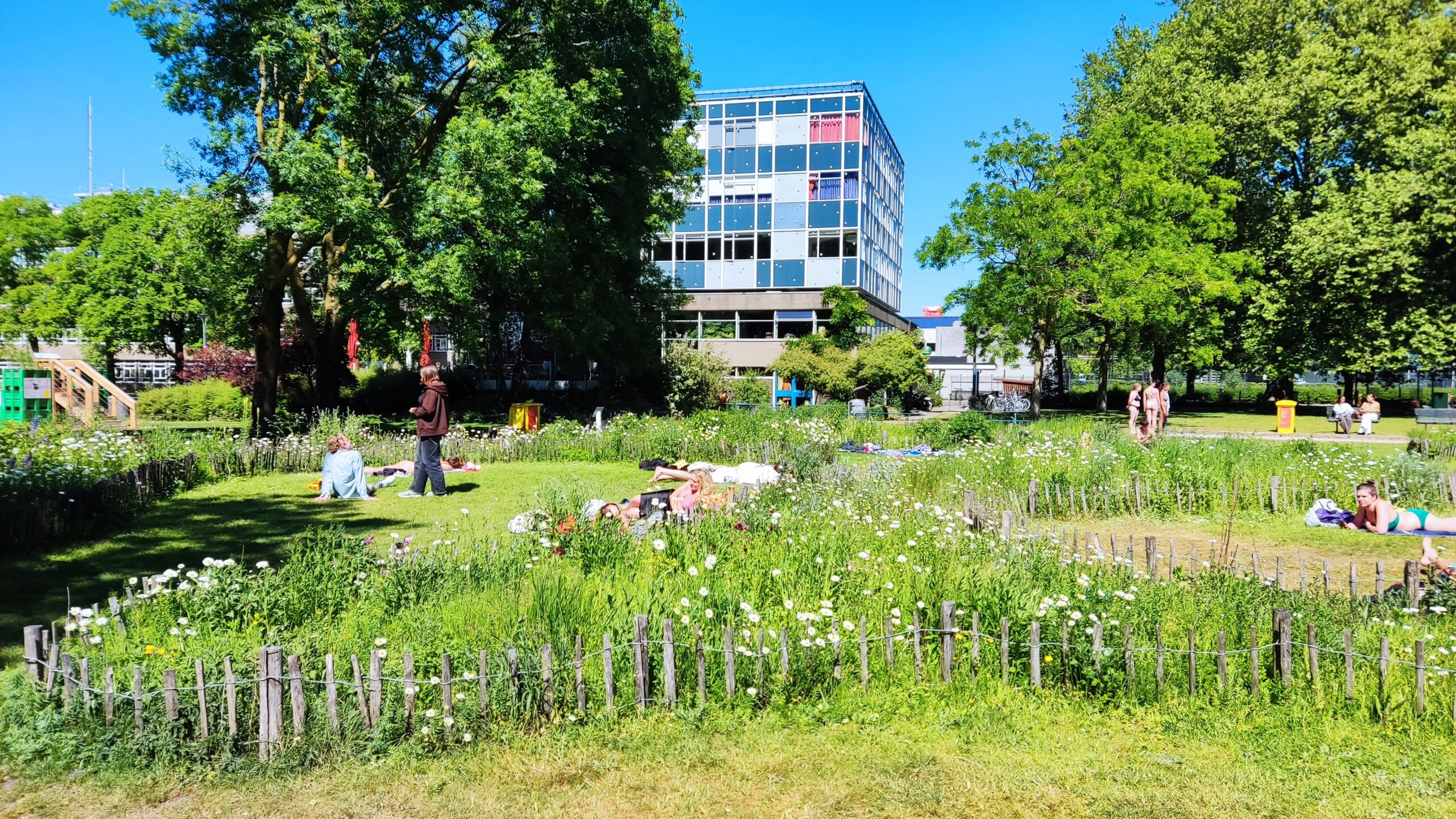 donker pimpernelblauwtje