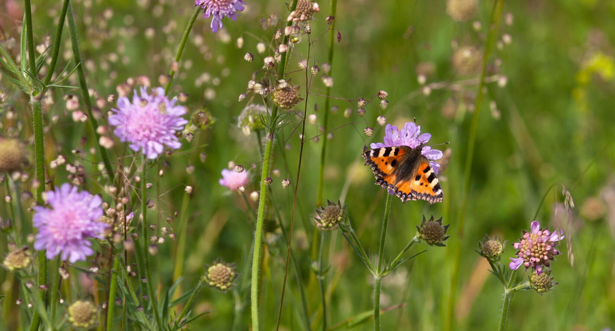 Kruidenrijk grasland